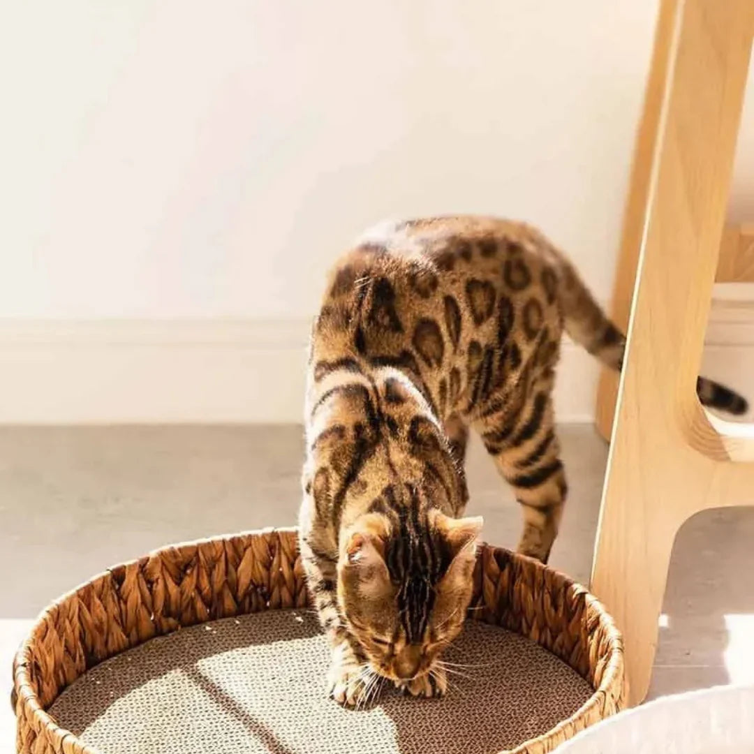 WillowDream – Wicker Cat Bed with Natural Sleeping Mat