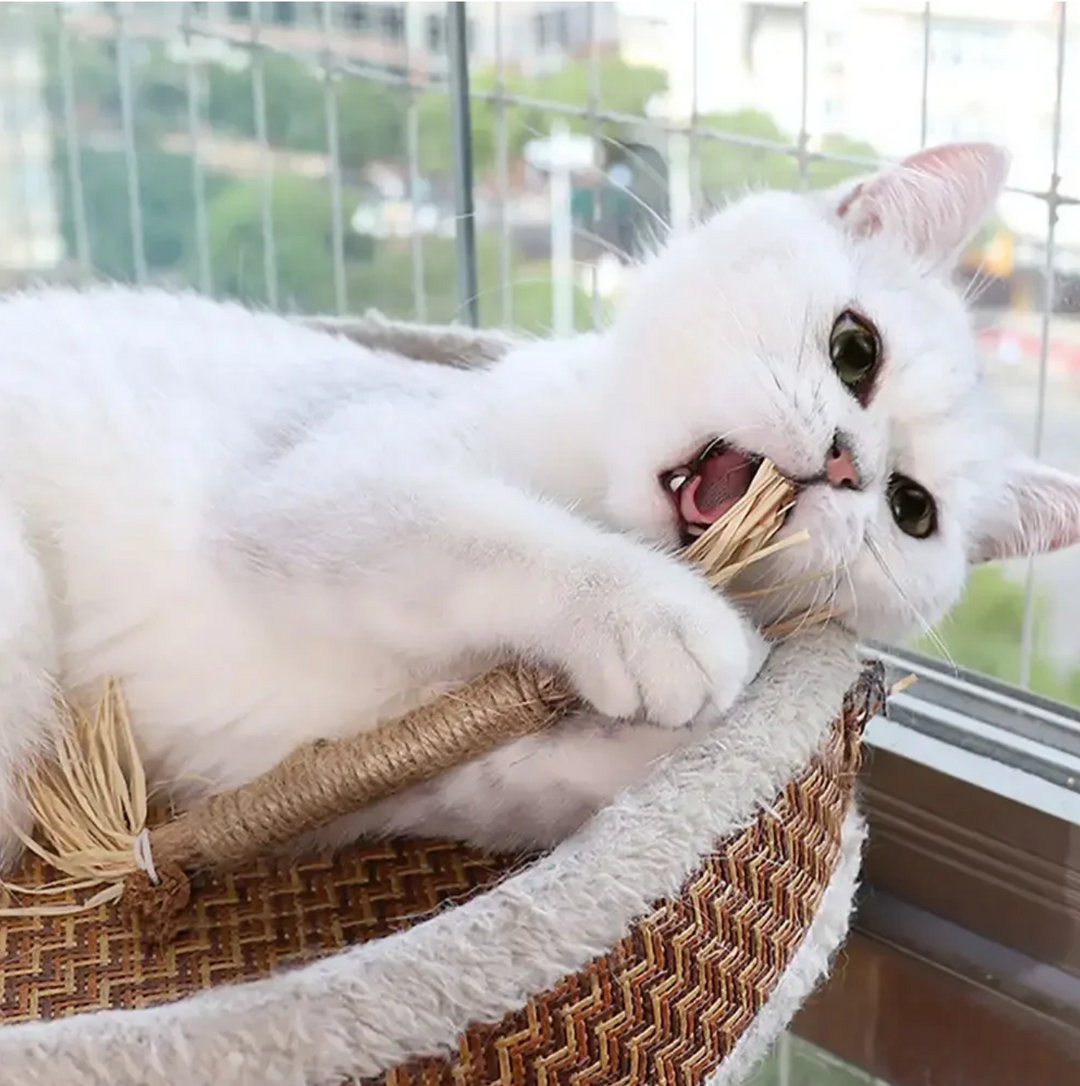 FelineFresh Dental Sticks