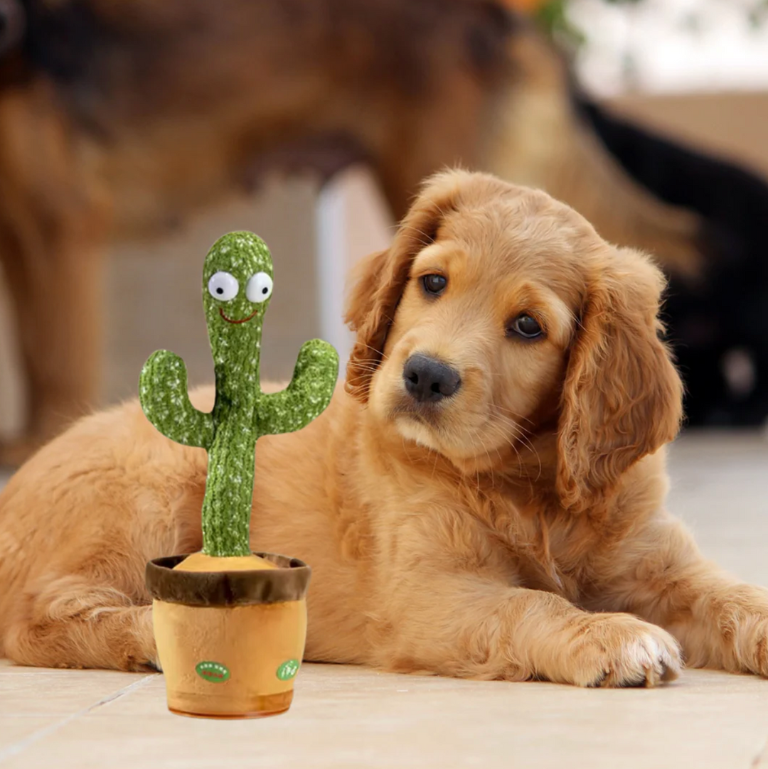CactusDance Interactive Dog Toy