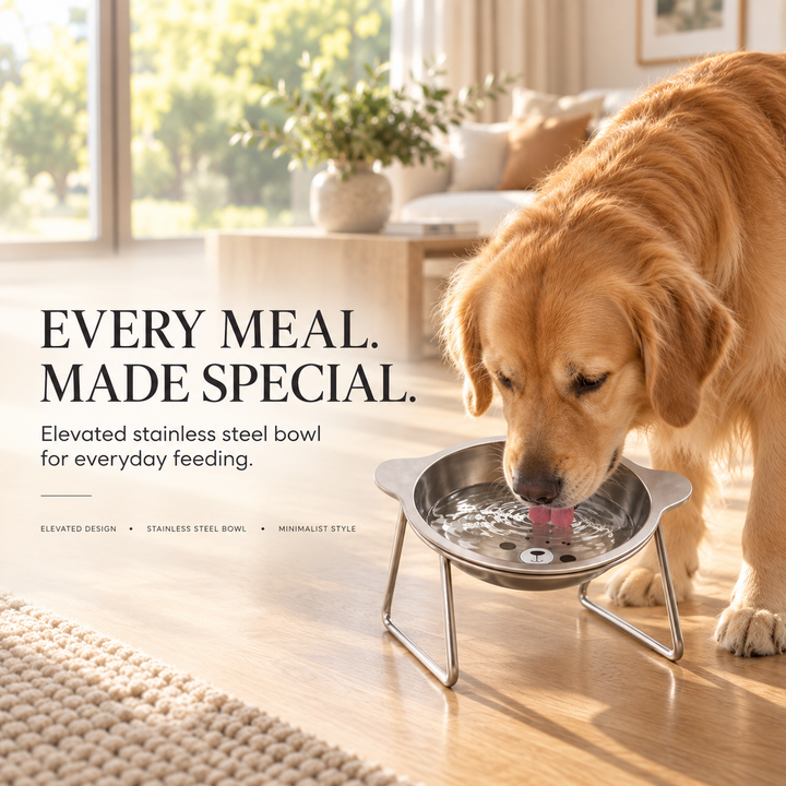ElevoPet Raised Dog Bowl