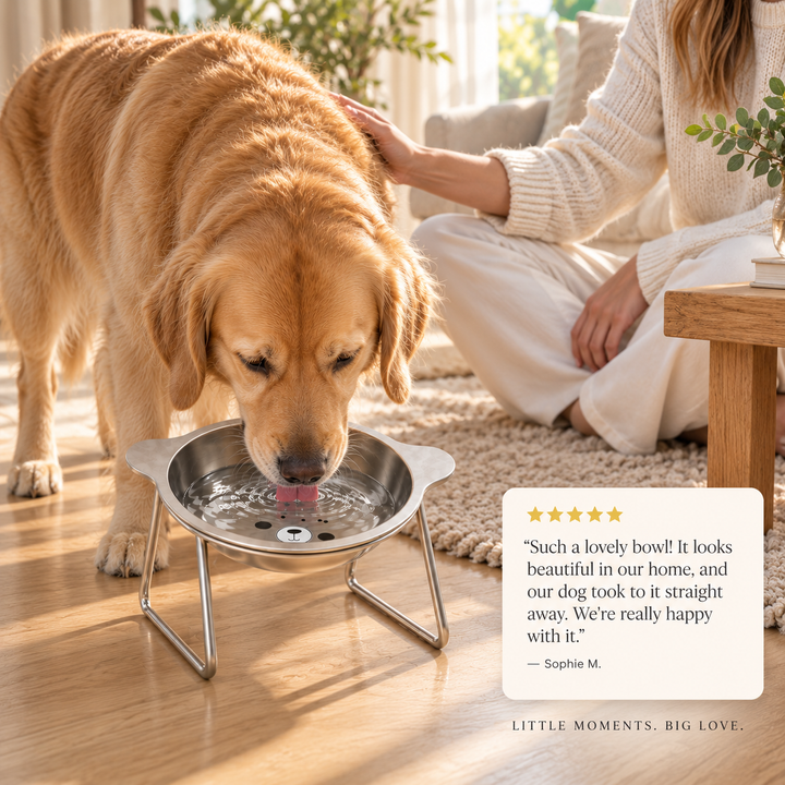 ElevoPet Raised Dog Bowl