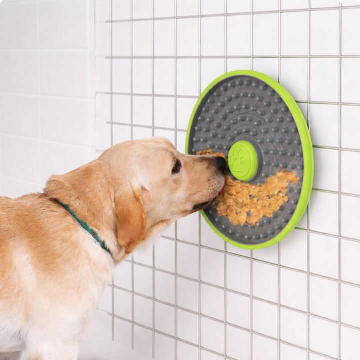 Wall Lick Feeder