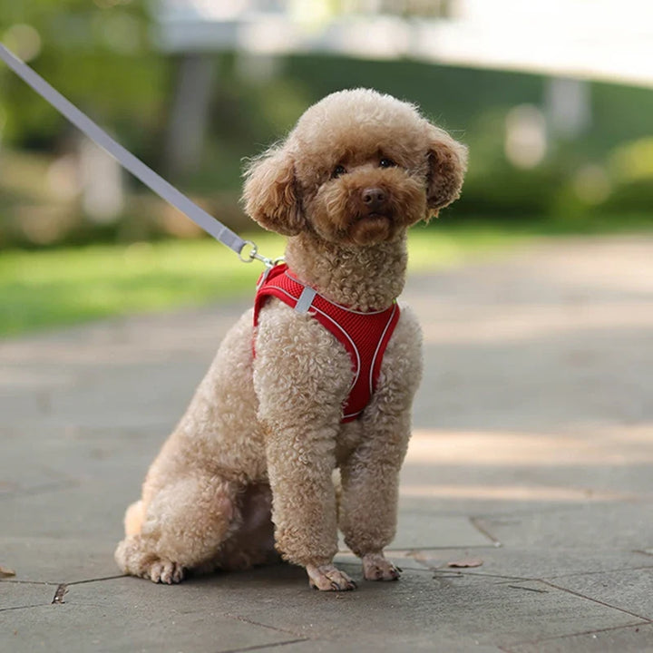 Dog Harness & Lead Set | Adjustable Fit | Breathable Vest | Reflective Outdoor Walking Set