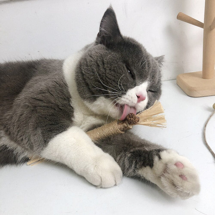 PawBite – Natural Chew Sticks for Cats