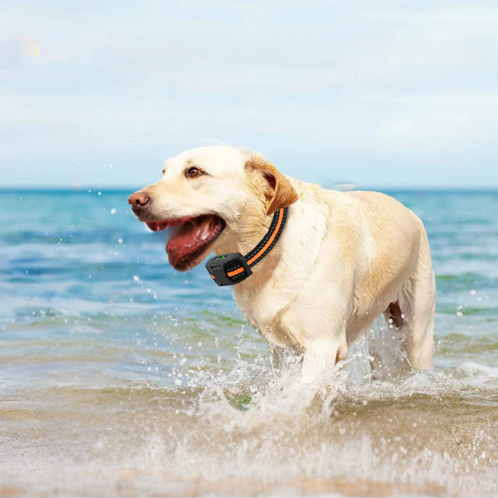 Waterproof Dog Training Collar | Remote Control 300m | Vibration & Sound | Rechargeable | Adjustable for All Breeds