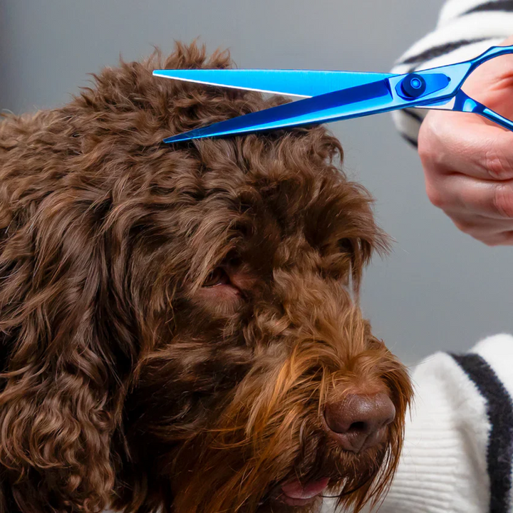 Pet Grooming Thinning Scissors | Stainless Steel Curved Chunker Shears | 20cm Pet Grooming Tool