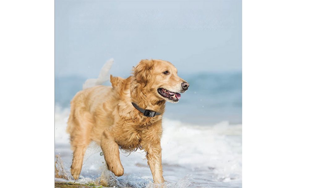 Anti Bark Dog Collar | Automatic Sound & Vibration | Rechargeable | No Shock | Humane Training | for Small Medium Large Dogs