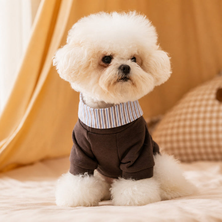 Teddy Bear Pocket Pet Coat | Striped Collar | Cosy Layered-Look Outfit