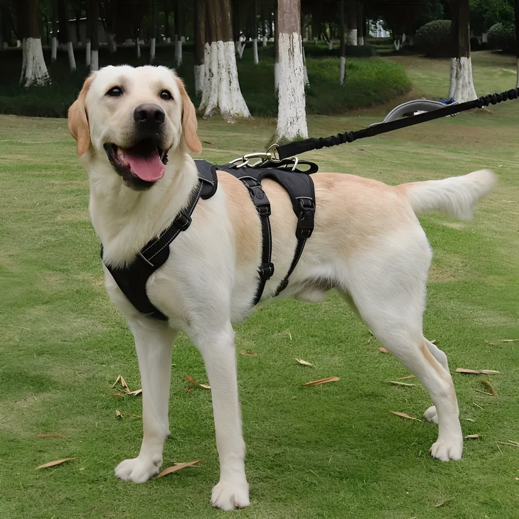 Adjustable Dog Harness