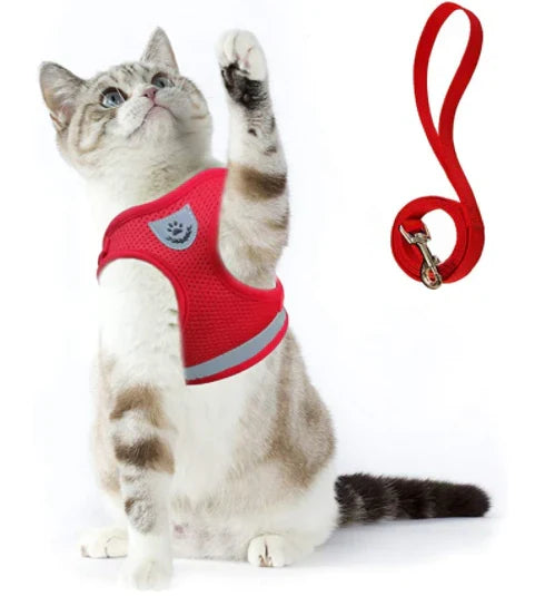 Explorer Harness with Leash